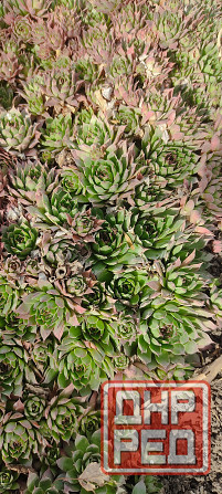 Молодило 3 сорта, очиток Донецк - изображение 4