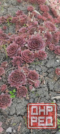 Молодило 3 сорта, очиток Донецк - изображение 1