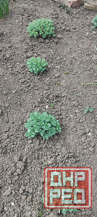 Молодило 3 сорта, очиток Донецк - изображение 5