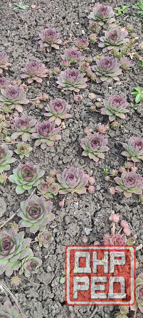 Молодило 3 сорта, очиток Донецк - изображение 3