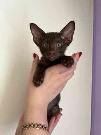 Ориентальный котенок Донецк