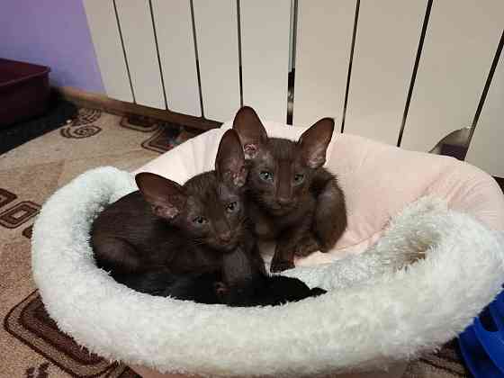 Ориентальный котенок Донецк