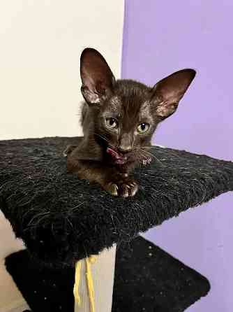 Ориентальный котенок Донецк