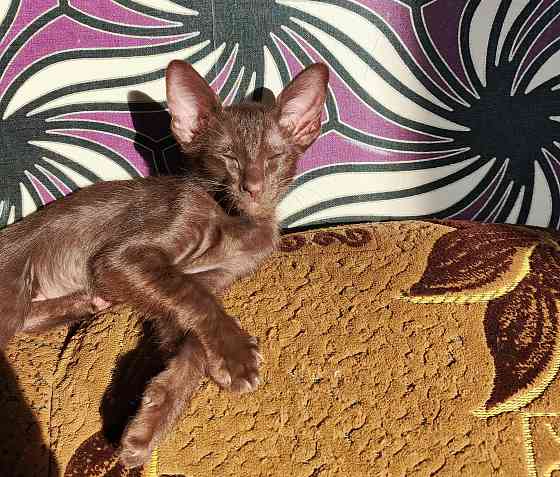 Ориентальный котенок Донецк