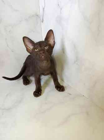 Ориентальный котенок Донецк