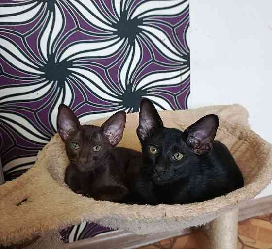 Ориентальный котенок Донецк