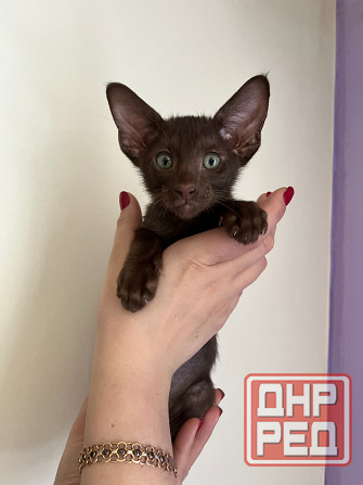 Ориентальный котенок Донецк - изображение 1