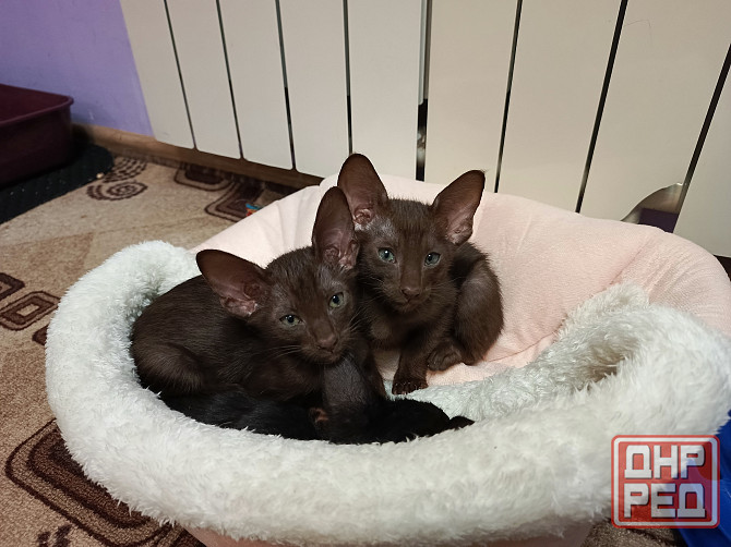 Ориентальный котенок Донецк - изображение 4