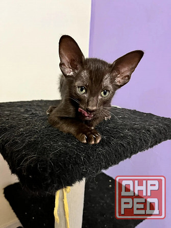 Ориентальный котенок Донецк - изображение 5