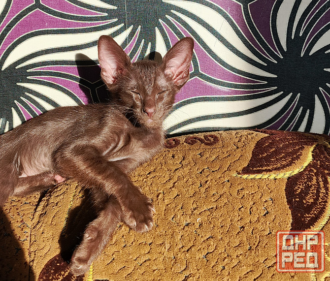 Ориентальный котенок Донецк - изображение 3