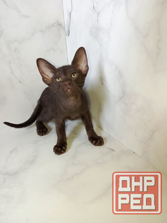 Ориентальный котенок Донецк - изображение 2