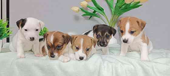 Щенки Джек Рассел Харцызск