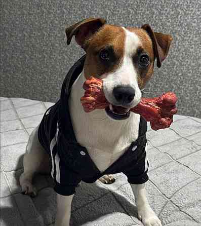 Щенки Джек Рассел Харцызск