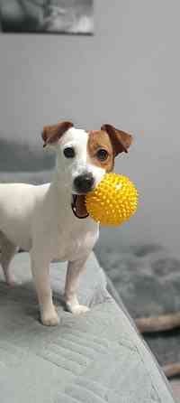 Щенки Джек Рассел Харцызск