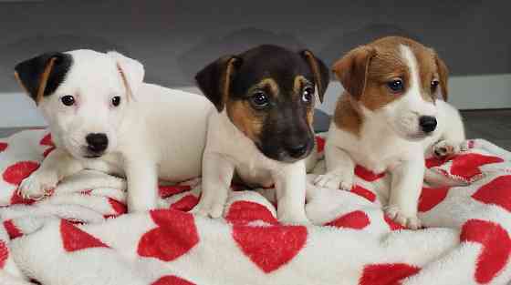 Щенки Джек Рассел Харцызск