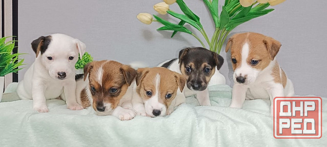 Щенки Джек Рассел Харцызск - изображение 1
