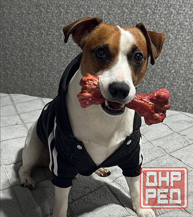 Щенки Джек Рассел Харцызск - изображение 2