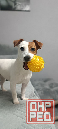 Щенки Джек Рассел Харцызск - изображение 3