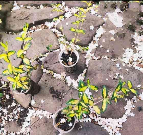 Барвинок вариегатный Донецк