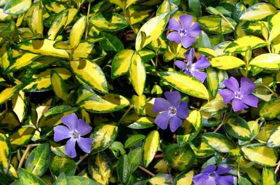 Барвинок вариегатный Донецк