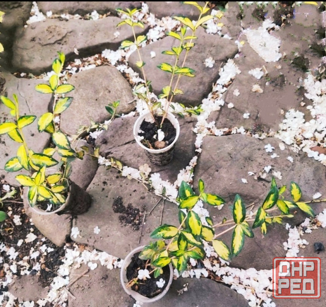 Барвинок вариегатный Донецк - изображение 2