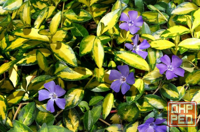 Барвинок вариегатный Донецк - изображение 1