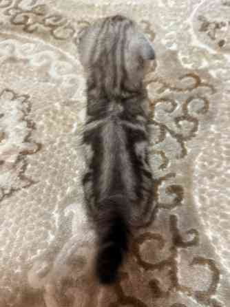 Котята шотландские вислоухие Донецк