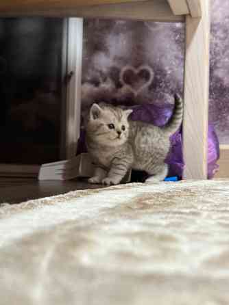 Котята шотландские вислоухие Донецк