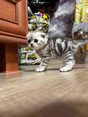 Котята шотландские вислоухие Донецк