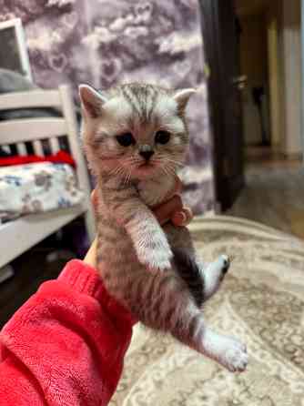 Котята шотландские вислоухие Донецк