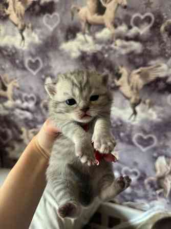 Котята шотландские вислоухие Донецк