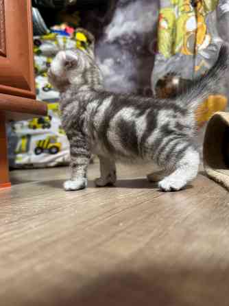 Котята шотландские вислоухие Донецк