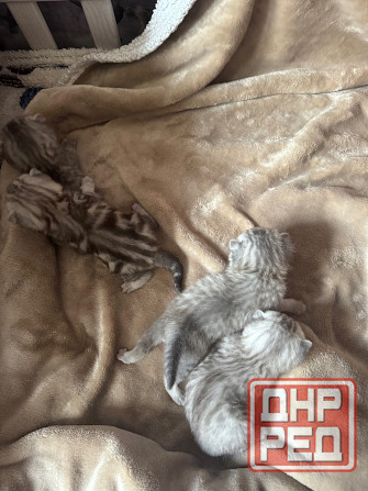 Котята шотландские вислоухие Донецк - изображение 2