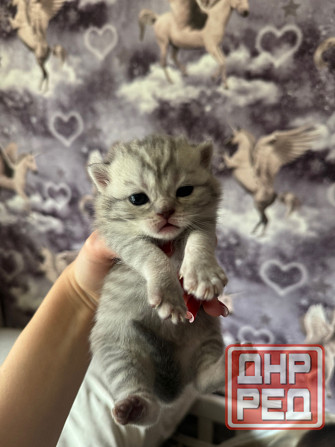 Котята шотландские вислоухие Донецк - изображение 1