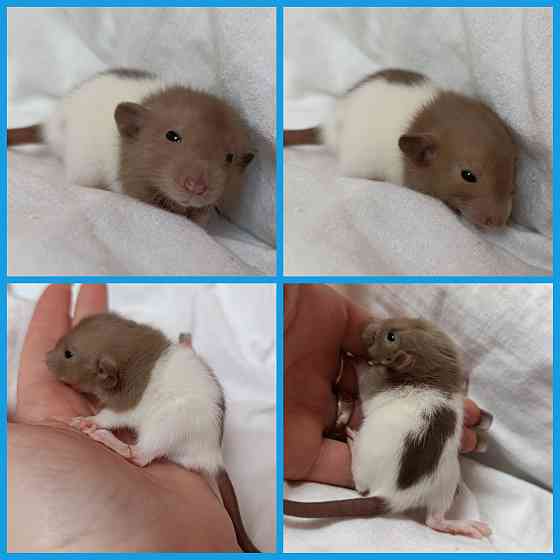 Дамбо Макеевка