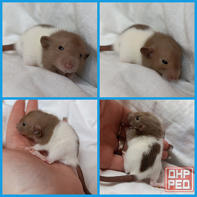 Дамбо Макеевка - изображение 1