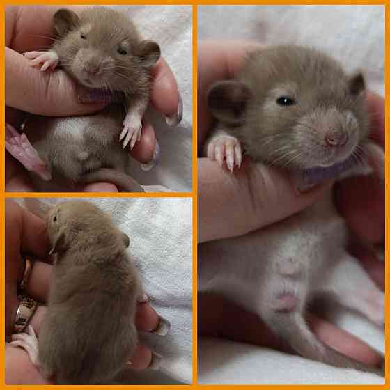 Дамбо ручные малыши Донецк