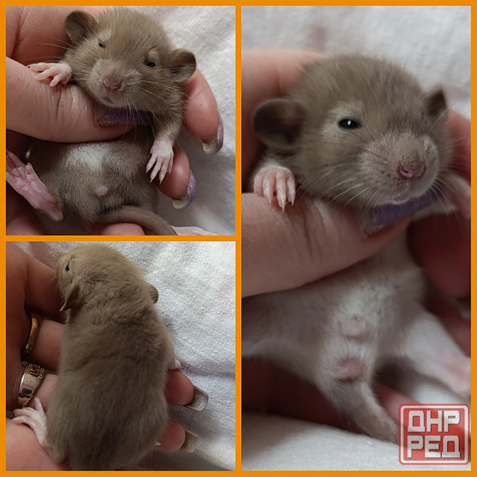 Дамбо ручные малыши Донецк - изображение 1