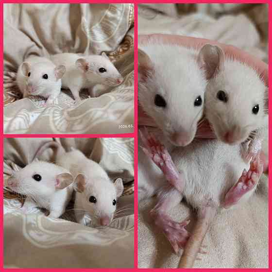 Девочки Дамбо Харцызск