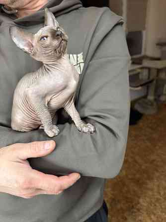 Канадский сфинкс Донецк