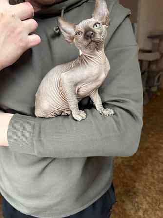 Канадский сфинкс Донецк