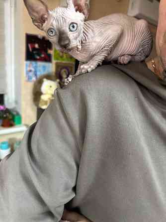 Канадский сфинкс Донецк