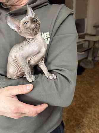 Канадский сфинкс Донецк