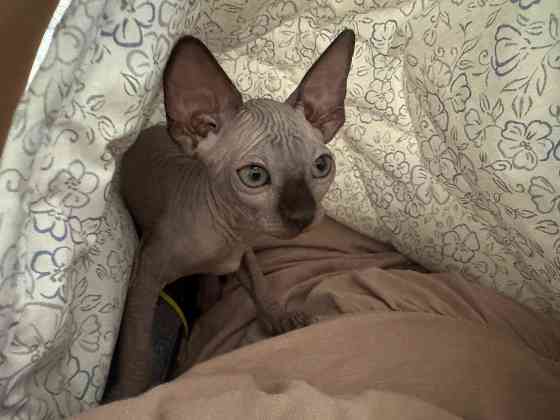 Канадский сфинкс Донецк