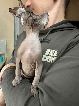 Канадский сфинкс Донецк