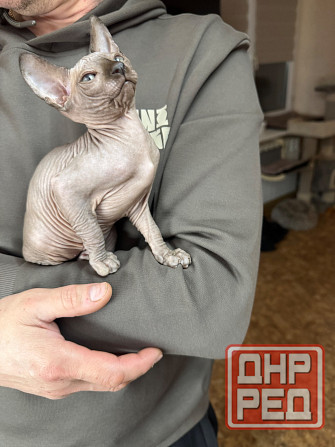 Канадский сфинкс Донецк - изображение 4