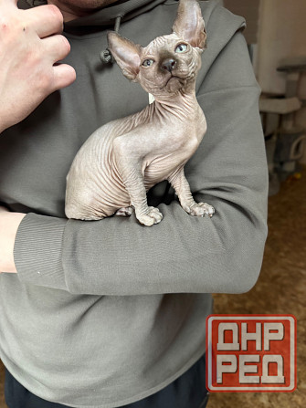 Канадский сфинкс Донецк - изображение 5