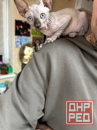 Канадский сфинкс Донецк - изображение 3