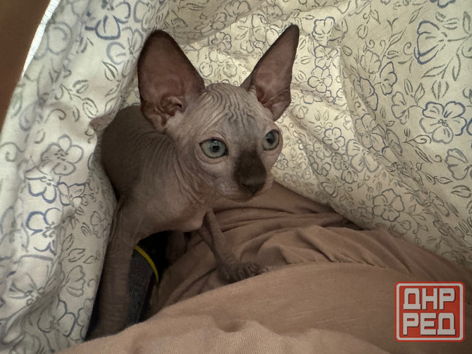 Канадский сфинкс Донецк - изображение 2