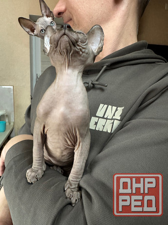 Канадский сфинкс Донецк - изображение 6